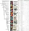 Phénotypes cardiaques chez les actinoptérygiens (« poissons ») ;