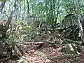 Forêt et rochers des gorges de Toul-Goulic.