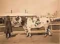 Taureau de race Pachkovskaïa, issu du domaine de la famille Pachkov, présenté à l'exposition agricole de Moscou de 1896.