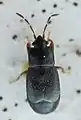 Plinthisinae : Plinthisus pusillus, Finlande