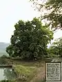 Platane âgé de 2&nbsp;000&nbsp;ans à Six Dursun.
