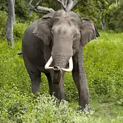 2005 un éléphant dans le parc.