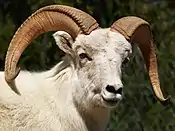 Mouflon de Dall.