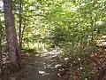 Sentier pédestre vers l'étang Fer-de-Lance.