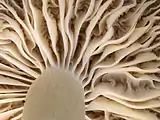 Lames bifurquées des Cuphophyllus.