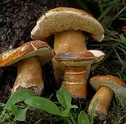 Bolet châtain (Gyroporus castaneus), comestible sous conditions.