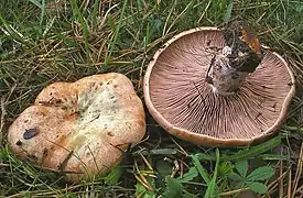 L. sanguifluus, le Lactaire sanguin