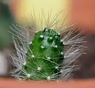 Rebutia minuscula.