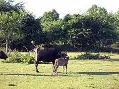 Buffle d'eau