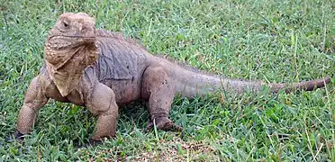 Saurien du genre Cyclura (Cyclura rileyi ?)