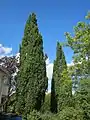 Quercus robur f. fastigiata, un cultivar au port fastigié, en été.