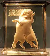 Chiens siamois