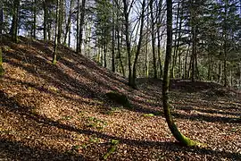 Un pans de talus en forêt.