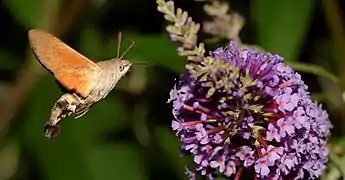 Moro-sphinx sur B. davidii.