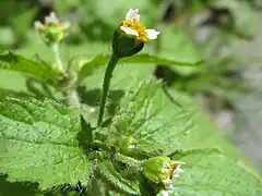 G. quadriradiata.