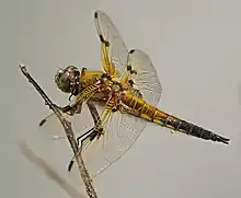 Une autre mâle, à Rimbach (Hesse).