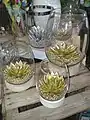 variété Miranda peintes dorées.