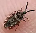Tingidae: Dictyonota strichnocera