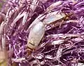 Oxycarenus pallens, Allemagne.
