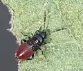 Juvénile de Megalonotus praetextatus.