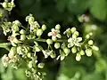 Floraison.