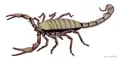 Pulmonoscorpius atteignait 70&nbsp;cm.