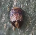 Juvénile de Penthimia nigra, Walldorf (Baden, Allemagne).