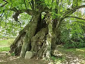 Tilleul de Collm (de) à Collm (de)