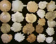 Foraminifères de l'océan Indien, côte Sud-Est de Bali. Largeur de champ = 5,5&nbsp;mm.