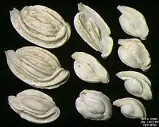 Foraminifères de la Mer Adriatique, île de Pag -60 m. Largeur de champ = 5,5&nbsp;mm.