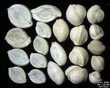Foraminifères de la Mer Adriatique, île de Pag -60 m. Largeur de champ = 5,5&nbsp;mm.