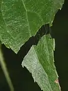 Latex d'une feuille.