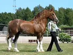 Sabino (non-évolutif).