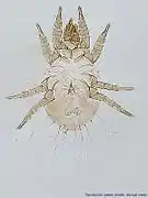 Tyrolichus casei (mâle).