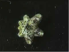 Spécimen en régénération, sans doute après division.