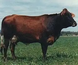 Vache laitière acajou à nuances brune. Elle possède des caractères de bovin européen et de zébu
