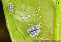 Aleurocanthus spiniferus  - adultes avec des œufs pondus sur feuille de Mandarinier