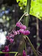 Fruit.