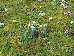 Village en fleurs.