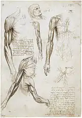 Écorché par Léonard de Vinci.