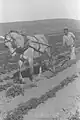 Labour d'un champ de légumes, mars 1937