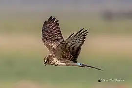 Busard cendré en vol.