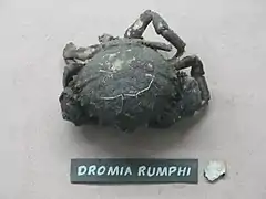Tumidodromia dormia