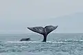 Queue de baleine boréale