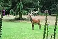 Cerf