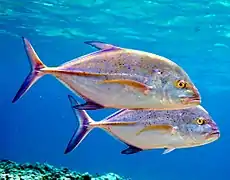 Caranx melampygus