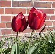 Tulipe de jardins.