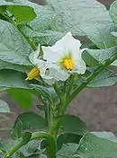 Fleurs blanches de la variété 'Nicola'