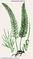 Abrodictyum pluma (Hook.) Ebihara & K.Iwats.