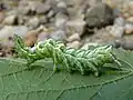 Chenille d’Abrostola tripartita